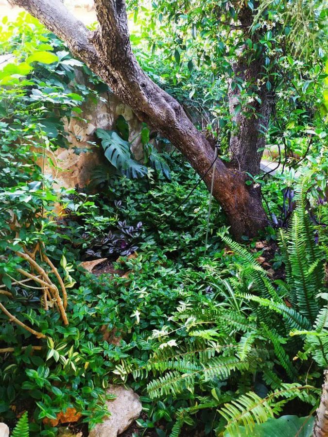Olive Lemon Biophilic House & Lush Forest Garden