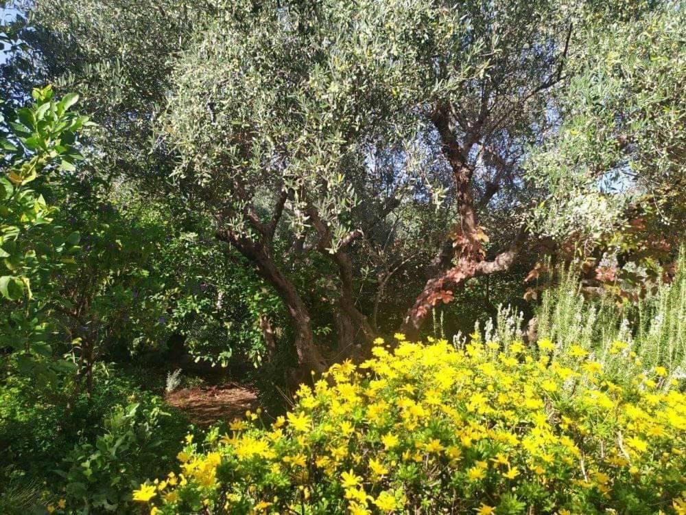 Olive Lemon Biophilic House & Lush Forest Garden *