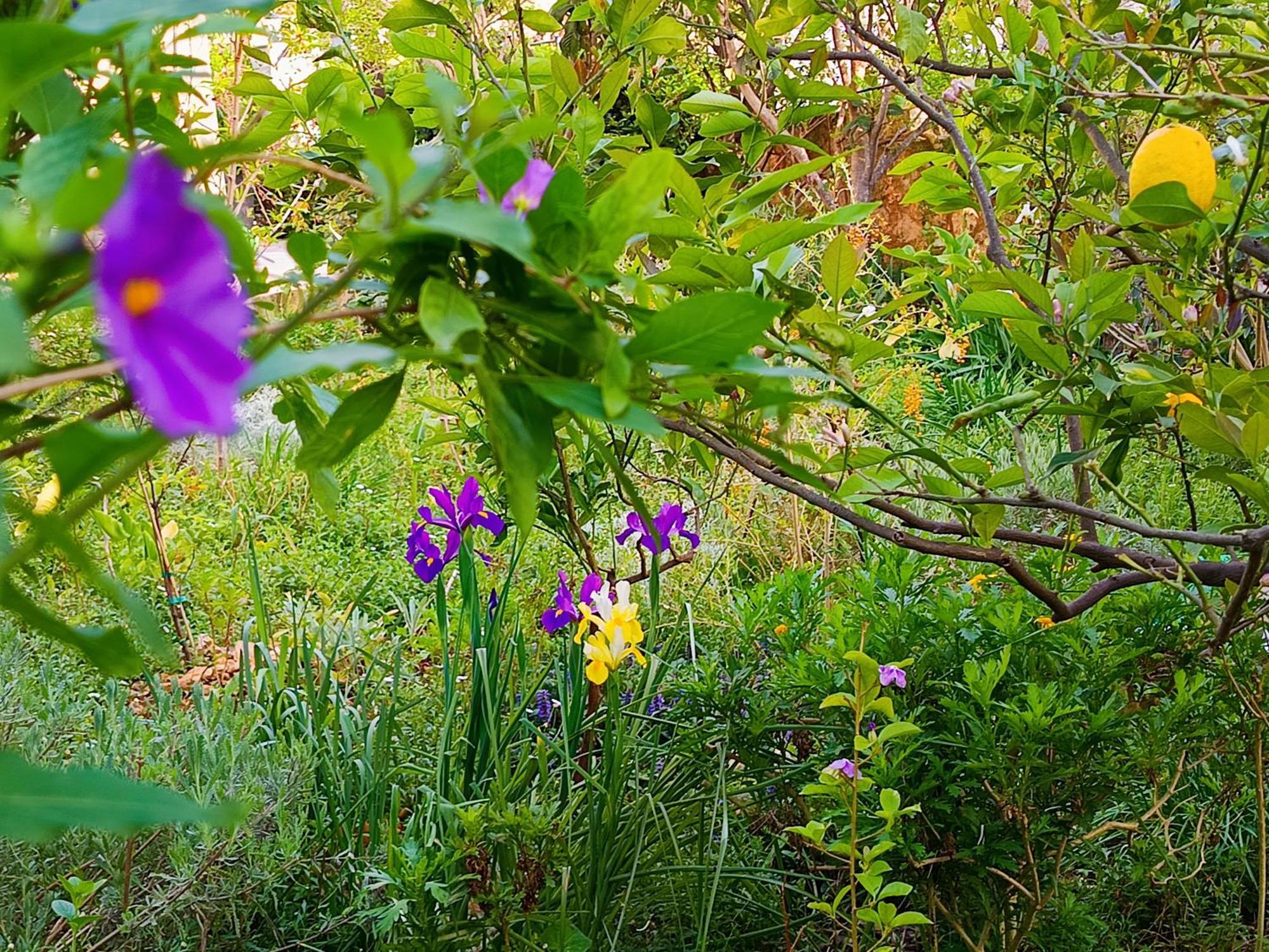 Σπίτι διακοπών Olive Lemon Biophilic House & Lush Forest Garden Βάμος