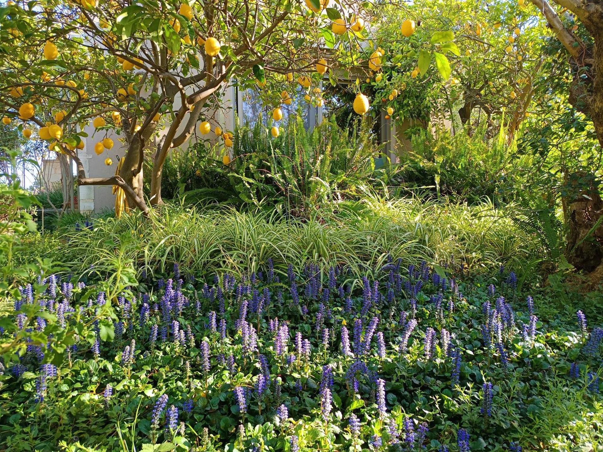 Olive Lemon Biophilic House & Lush Forest Garden * Βάμος