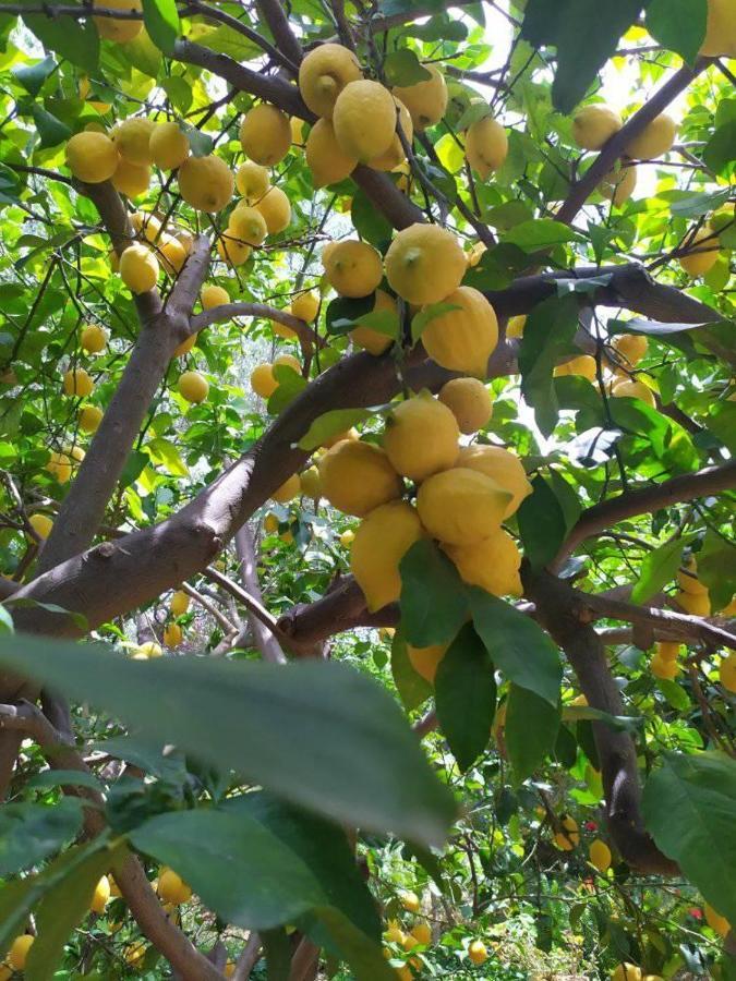 Olive Lemon Biophilic House & Lush Forest Garden 度假居 *