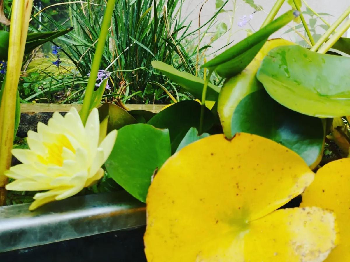 Olive Lemon Biophilic House & Lush Forest Garden 度假居