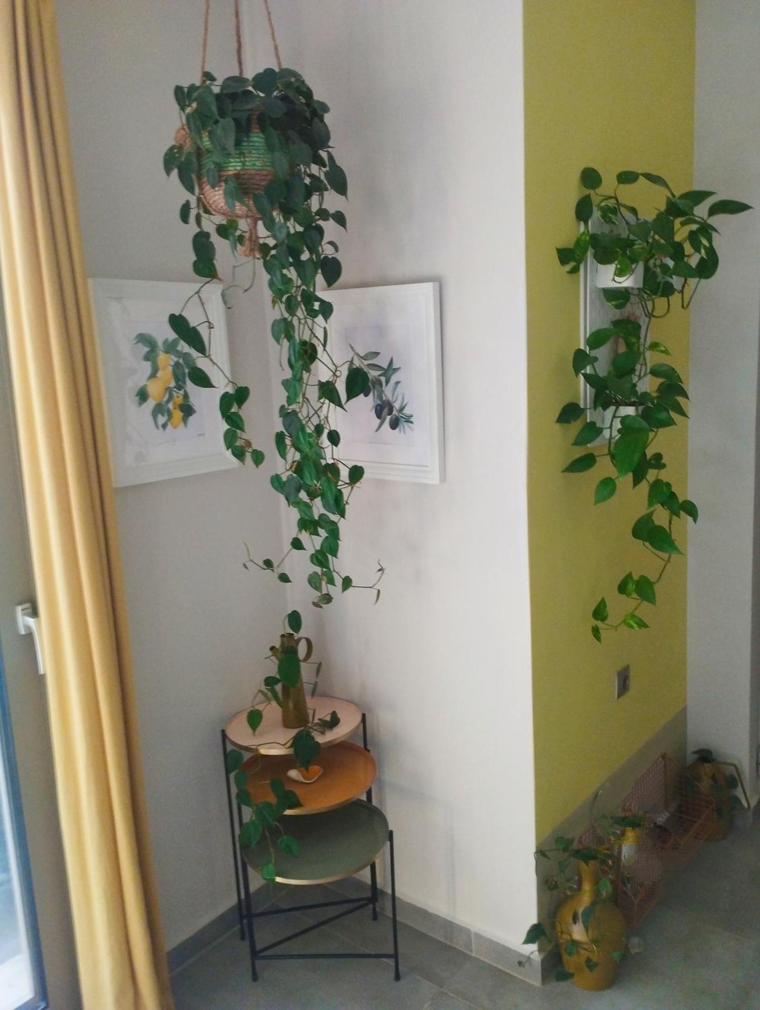 Olive Lemon Biophilic House & Lush Forest Garden Vámos