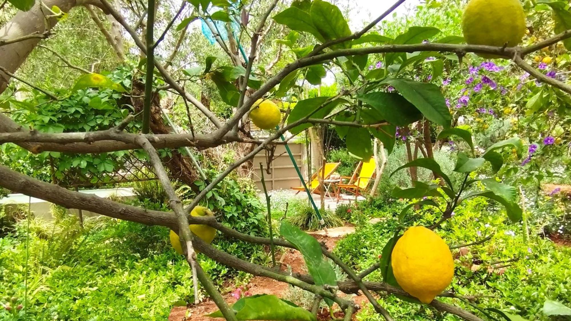Olive Lemon Biophilic House & Lush Forest Garden *