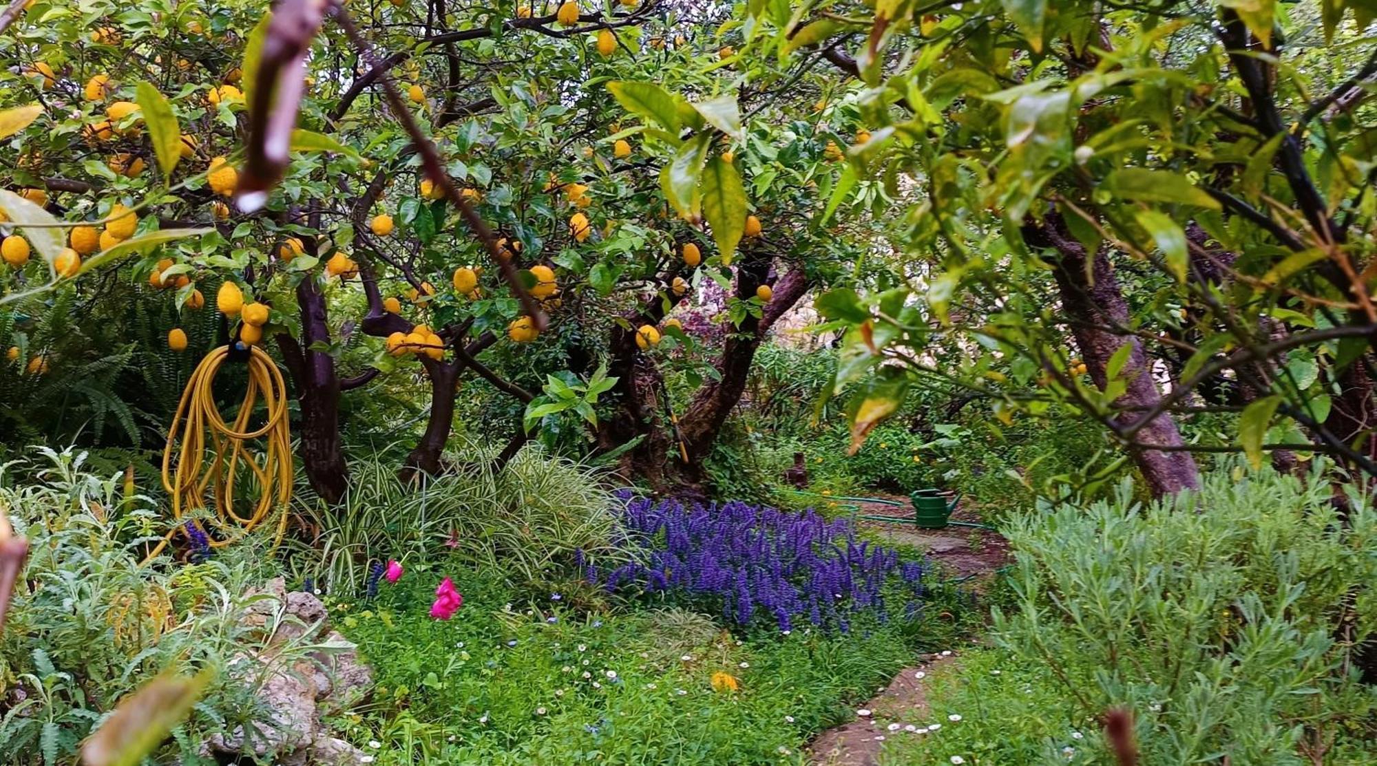 度假居 Olive Lemon Biophilic House & Lush Forest Garden *
